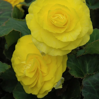 Begónia Nonstop F1 Yellow - Begonia tuberhybrida - semená - 20 ks