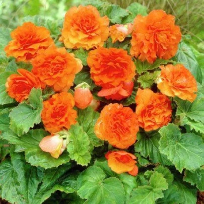 Begónia Nonstop F1 Orange - Begonia tuberhybrida - semená - 20 ks