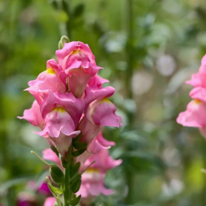 Papuľka väčšia Rocket F1 Rose - Antirrhinum majus - semená - 20 ks