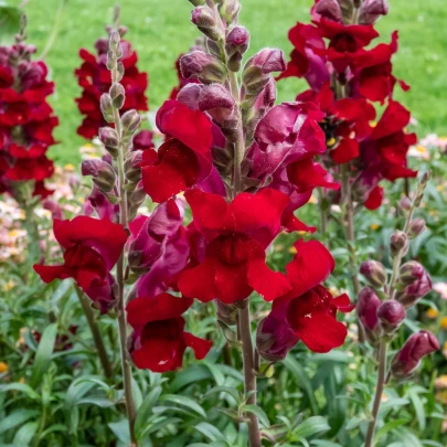 Papuľka väčšia Rocket F1 Red - Antirrhinum majus - semená - 20 ks