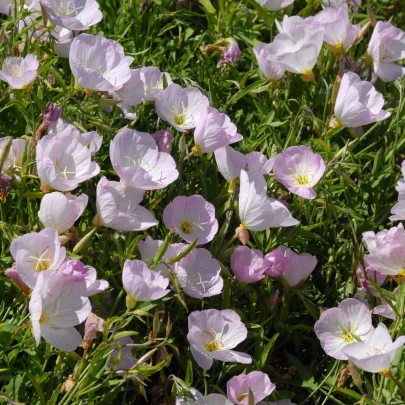 Pupalka ružová kobercová - Oenothera speciosa - semená - 50 ks