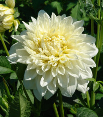 Georgína White Perfection - Dahlia - cibuľoviny - 1 ks