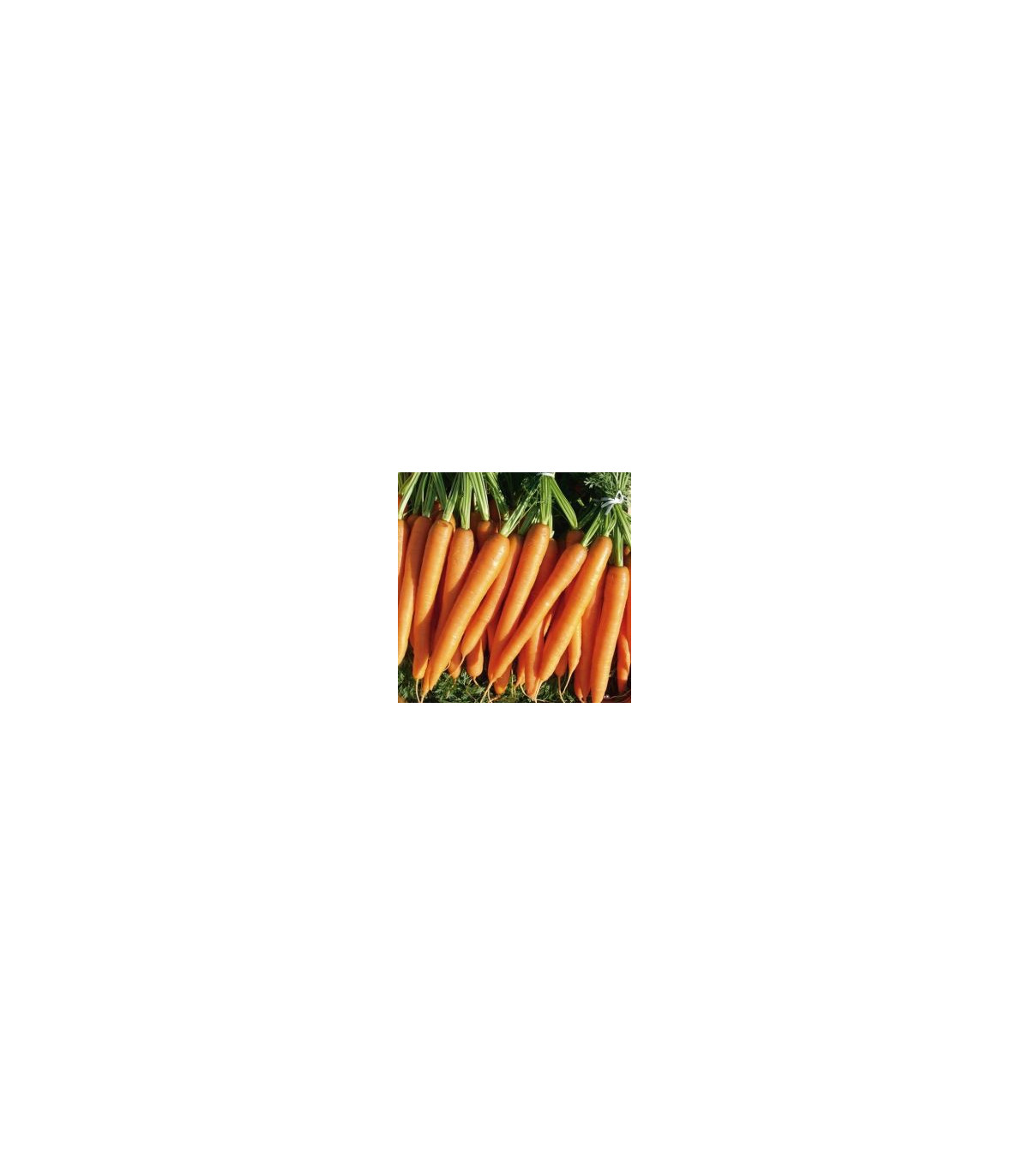 Mrkva F1 Laguna - skorá - Daucus carota - semená - 0,3 g