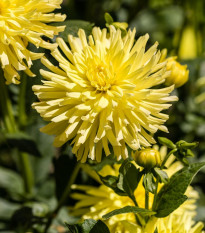 Georgína Kenemerland žltá - Dahlia - cibuľoviny - 1 ks