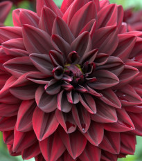 Georgína Arabian Night - Dahlia - cibuľoviny - 1 ks