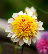 Georgína Polka - Dahlia - cibuľoviny - 1 ks