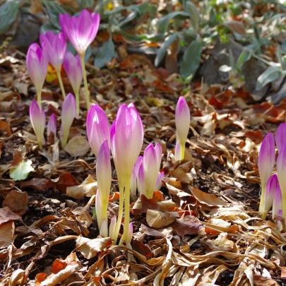 Jesienka Byzantium - Colchicum cilicium - cibuľoviny - 1 ks