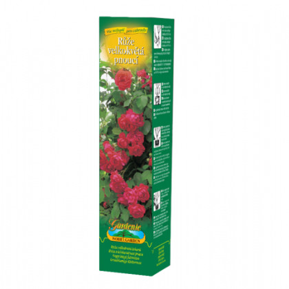Ruža veľkokvetá popínavá červená - Rosa - voľnokorenné sadenice - 1 ks