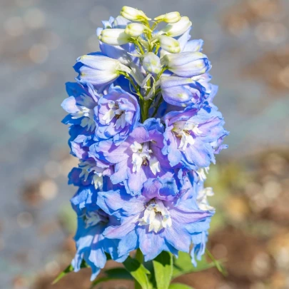 Stračonôžka Magic Fountains Dark Blue - Delphinium cultorum - semená - 50 ks