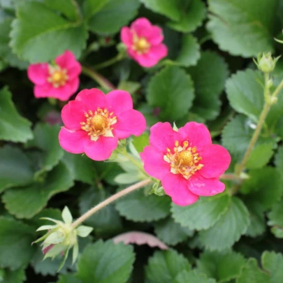 Jahoda stáleplodiaca Ariba Deep Rose F1 - Fragaria ananassa - semená - 10 ks