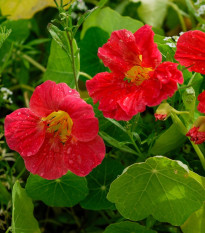 Kapucínka menšia Whirlybird Rose - Tropaeolum Minus - semená - 10 ks