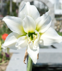 Zornica plnokvetá  Jewel - Hippeastrum - cibuľoviny - 1 ks