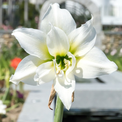 Zornica plnokvetá  Jewel - Hippeastrum - cibuľoviny - 1 ks