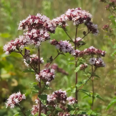 Pamajorán obyčajný Aromata - Origanum vulgare - semená - 1000 ks