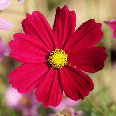 Krasuľka perovitá Cosmini Red - Cosmos bipinnatus - semená - 20 ks