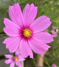 Krasuľka perovitá Cosmini Pink - Cosmos bipinnatus - semená - 20 ks