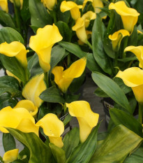 Kala Florex Gold - Zantedeschia - cibuľoviny - 1 ks