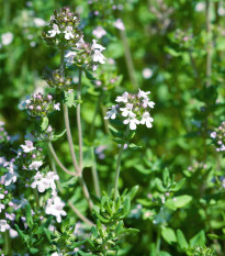 Tymián francúzsky letný - Thymus vulgaris - semená - 50 ks