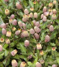 Plamatka kapustová - Spilanthes oleracea - semená - 80 ks