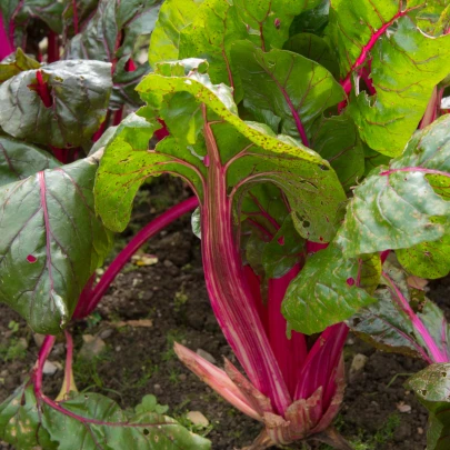 Mangold stopkový ružový - Beta vulgaris - semená - 50 ks