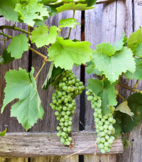 Vinič hroznorodý - Vitis vinifera - voľnokorenné sadenice - 1 ks