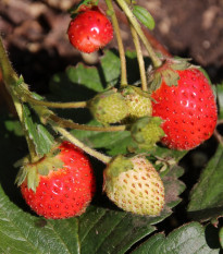 Jahoda stáleplodiaca Elan F1 - Fragaria ananassa - semená - 10 ks