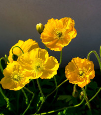 Mak Champagne Bubbles Yellow - Papaver nudicaule - semená - 20 ks