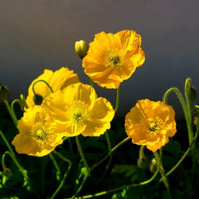 Mak Champagne Bubbles Yellow - Papaver nudicaule - semená - 20 ks