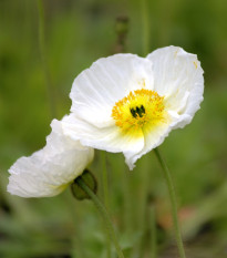 Mak Champagne Bubbles White - Papaver nudicaule - semená - 20 ks