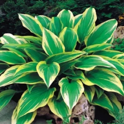 Funkia - Hosta Aureomarginata - cibuľoviny - 1 ks