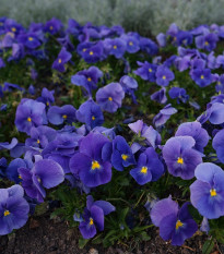 Fialka Twix F1 Blue with Eye - Viola cornuta - semená - 20 ks