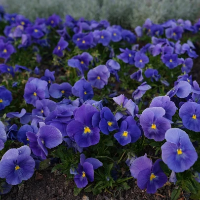 Fialka Twix F1 Blue with Eye - Viola cornuta - semená - 20 ks