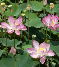 Lekno ružové – Nymphaea capensis – semená