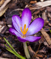 Krókus Tomasiniho Barrs Purple - Crocus - cibuľoviny - 3 ks