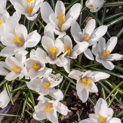 Krókus Jeanne d Arc - Crocus Vernus - cibuľoviny - 3 ks