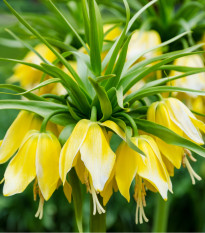 Korunkovka kráľovská Lutea - Fritillaria Imperialis Lutea Maxima - cibuloviny - 1 ks