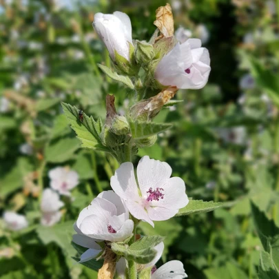 Ibiš lekársky - Althaea officinalis - semená - 18 ks