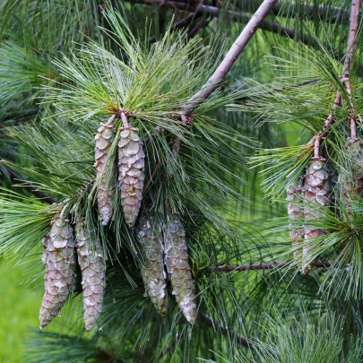 Borovica himalájska - Pinus wallichiana - semená - 5 ks