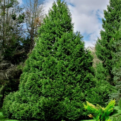 Tuja - Thuja plicata - semená - 18 ks