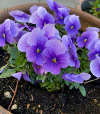 Fialka Twix F1 Lavender Shades - Viola cornuta - semená - 20 ks