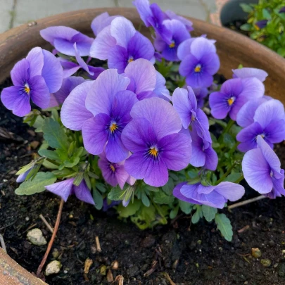 Fialka Twix F1 Lavender Shades - Viola cornuta - semená - 20 ks