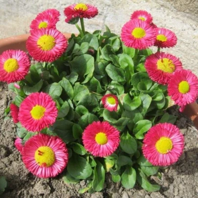 Sedmokráska Speedstar Plus Rose - Bellis perennis - semená - 40 ks