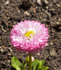 Sedmokráska obyčajná Robella - Bellis perennis - semená - 40 ks