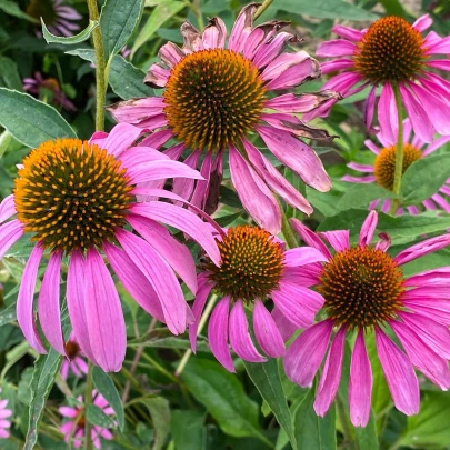 Echinacea Primadonna Deep Rose - Echinacea purpurea - semená - 15 ks