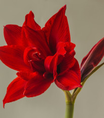 Zornica plnokvetá Amarantia - Hippeastrum - cibuľoviny - 1 ks