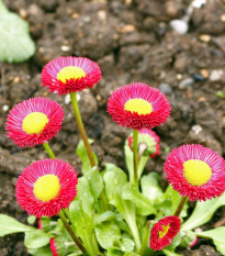 Sedmokráska Speedstar Plus Rose - Bellis perennis - semená - 40 ks