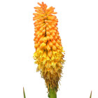 Kniphofia