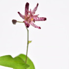 Ľaliovka Tricyrtis