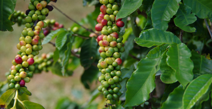 Kávovník arabský možno s úspechom pestovať aj v byte, bude kvitnúť aj plodiť 