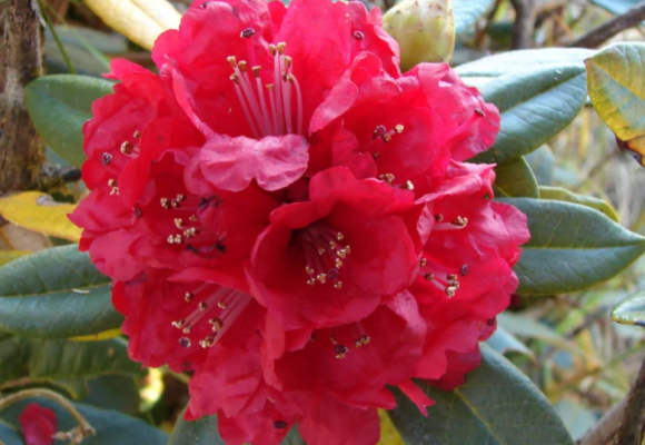 Vždyzelené, oslnivo kvitnúce rododendrony sú perlou záhrady, ako ich pestovať? 